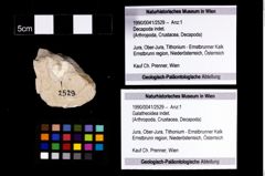 Foto (Objekt + Etikett) von Galatheoidea indet.  (NHMW-GEO-1990-0041-2529)